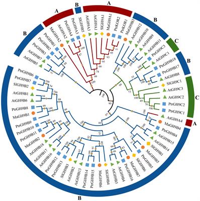 Genome-wide analysis of the mulberry (Morus abla L.) GH9 gene family and the functional characterization of MaGH9B6 during the development of the abscission zone